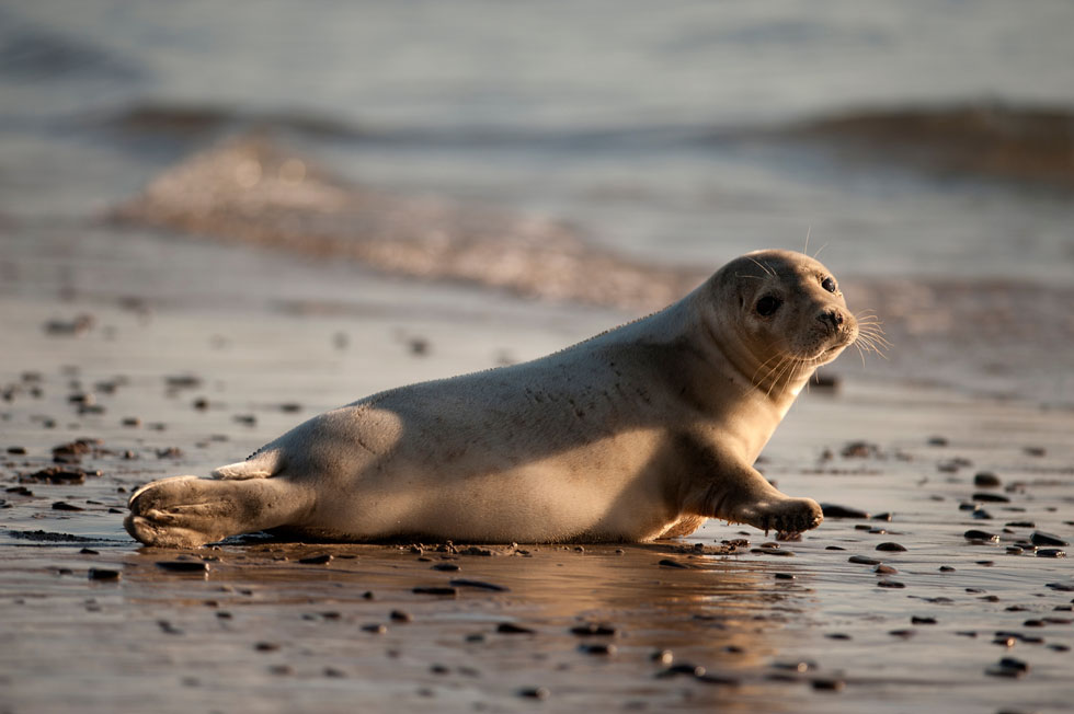 grey-seal-laying-on-beach-2022-03-04-01-54-28-utc